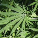 How a Trusted Dispensary in Lakeland Helps You Navigate Cannabis Choices