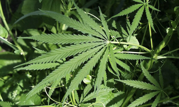 How a Trusted Dispensary in Lakeland Helps You Navigate Cannabis Choices